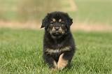 DOGUE DU TIBET 370